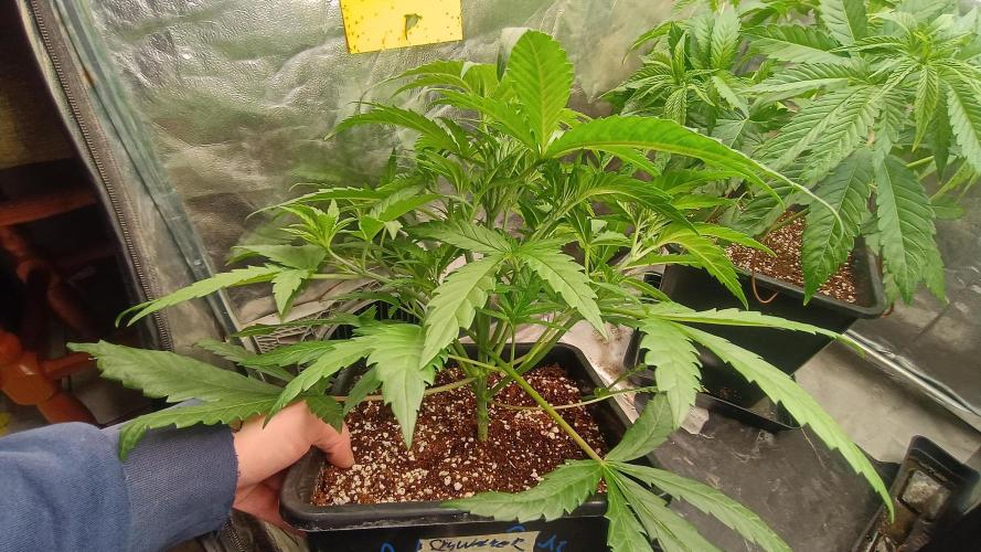 Greenhouse... dutch passion. Week 4 - Skywalker haze 