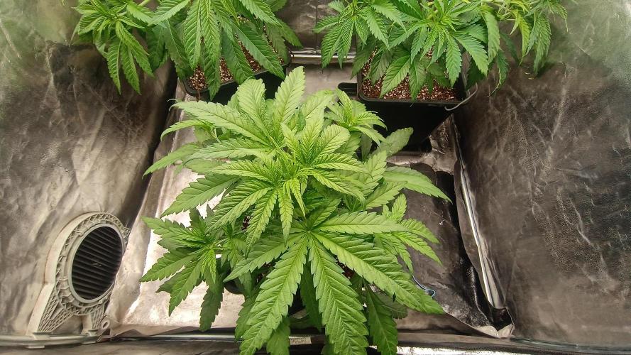 Greenhouse... dutch passion. Week 4 - Skywalker haze 