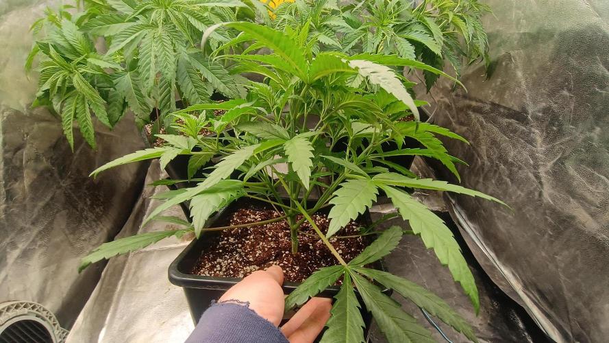 Greenhouse... dutch passion. Week 4 - Skywalker haze 