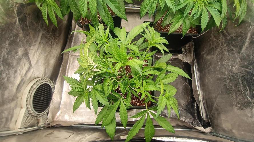 Greenhouse... dutch passion. Week 4 - Skywalker haze 