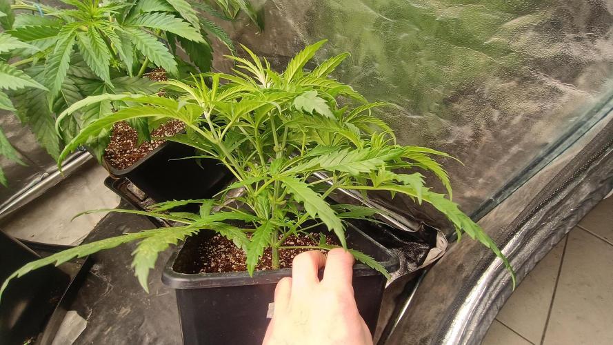 Greenhouse... dutch passion. Week 4 - Skywalker haze 