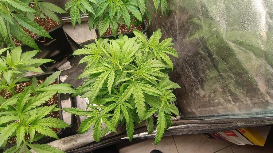 Greenhouse... dutch passion. Week 4 - Skywalker haze 