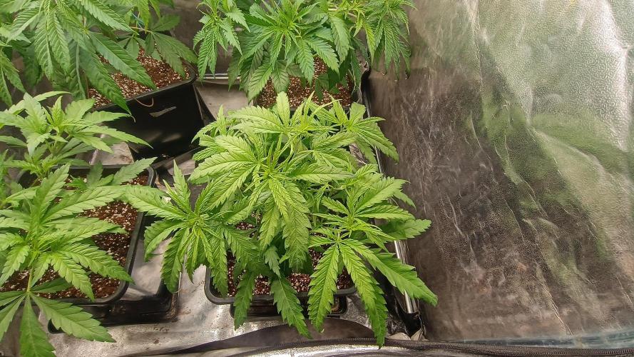 Greenhouse... dutch passion. Week 4 - Skywalker haze 