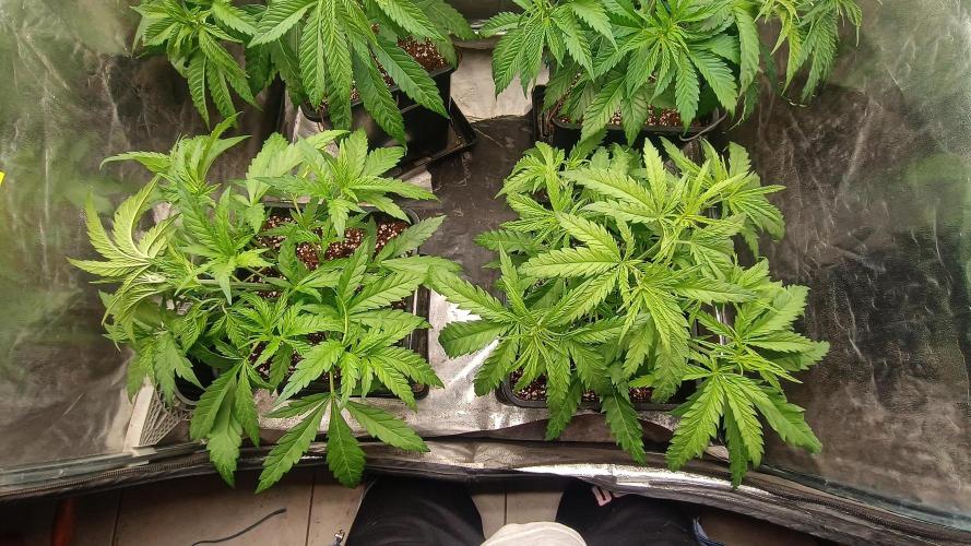 Greenhouse... dutch passion. Week 4 - Skywalker haze 