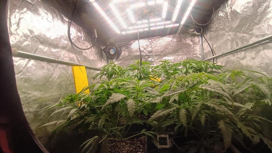 Greenhouse... dutch passion. Week 5