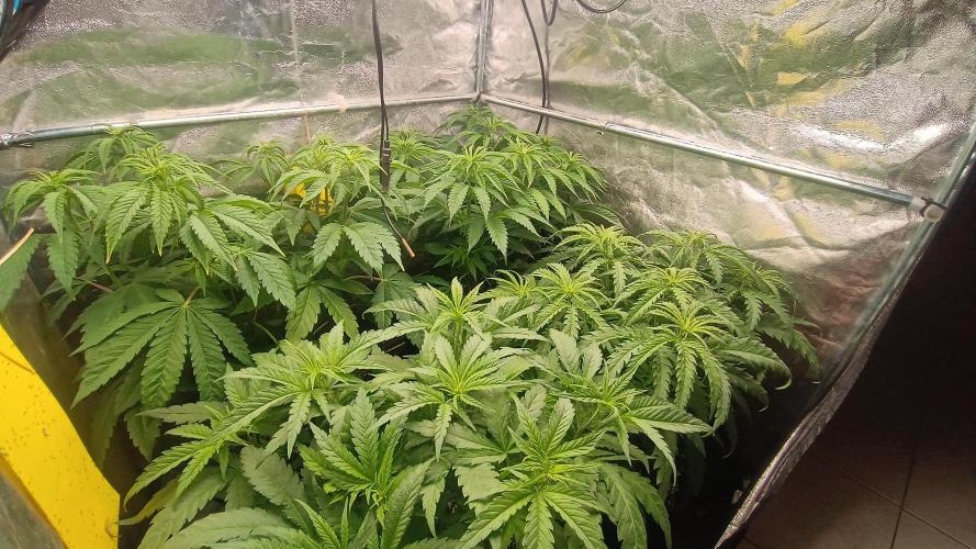 Greenhouse... dutch passion. Week 5