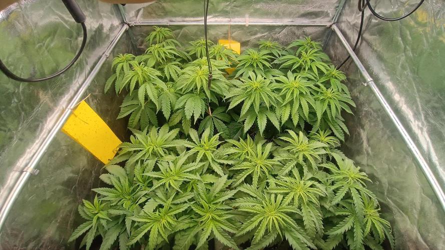 Greenhouse... dutch passion. Week 5