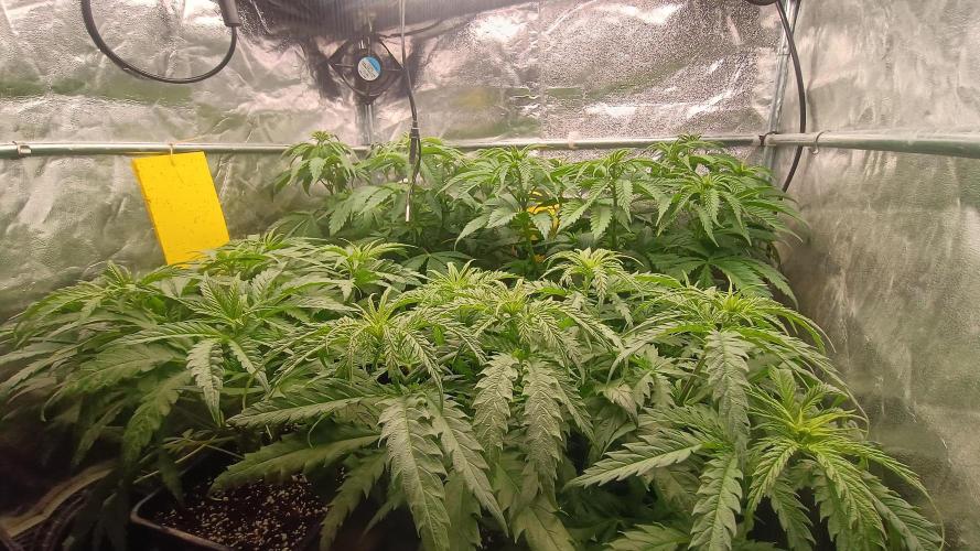 Greenhouse... dutch passion. Week 5