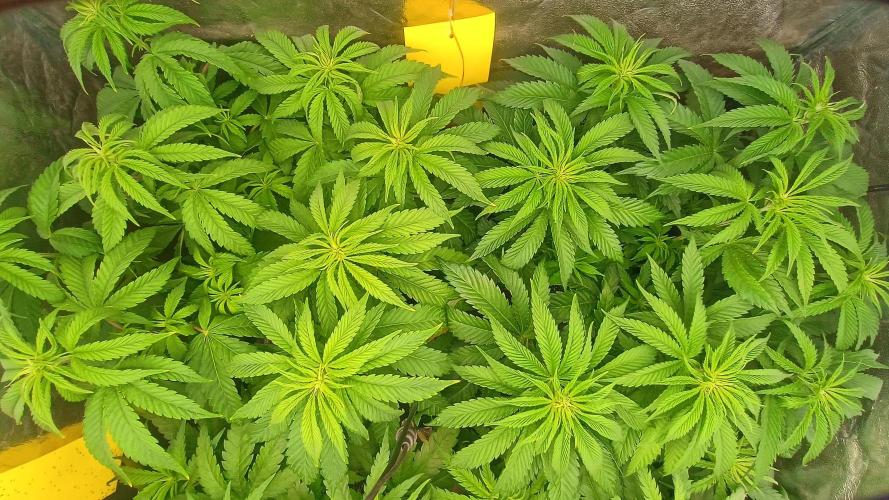 Greenhouse... dutch passion. Week 5 - Kings juice 