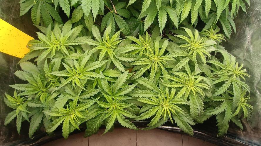 Greenhouse... dutch passion. Week 5 - Skywalker haze 