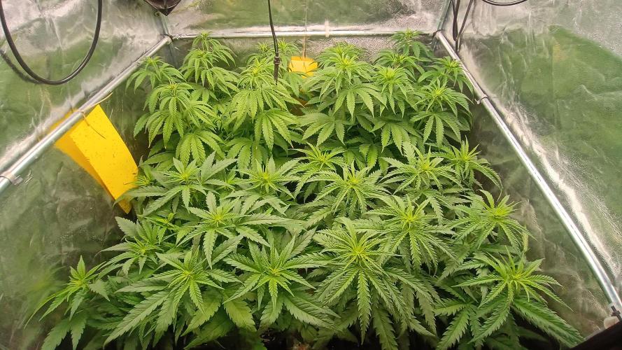 Greenhouse... dutch passion. Week 6 - All