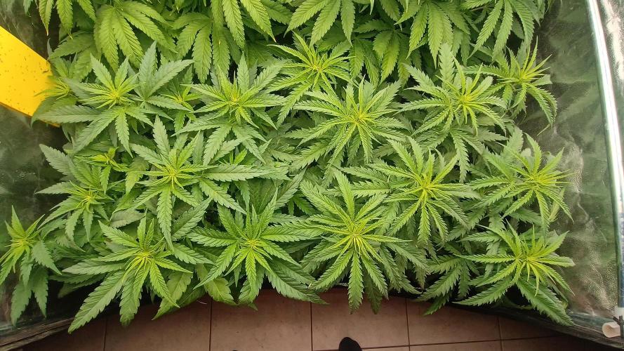 Greenhouse... dutch passion. Week 6 - Skywalker haze 