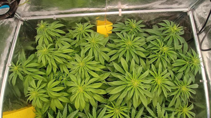 Greenhouse... dutch passion. Week 6 - Kings juice 