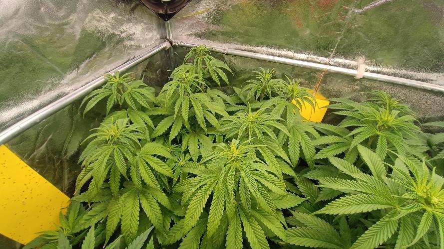 Greenhouse... dutch passion. Week 6 - Kings juice 