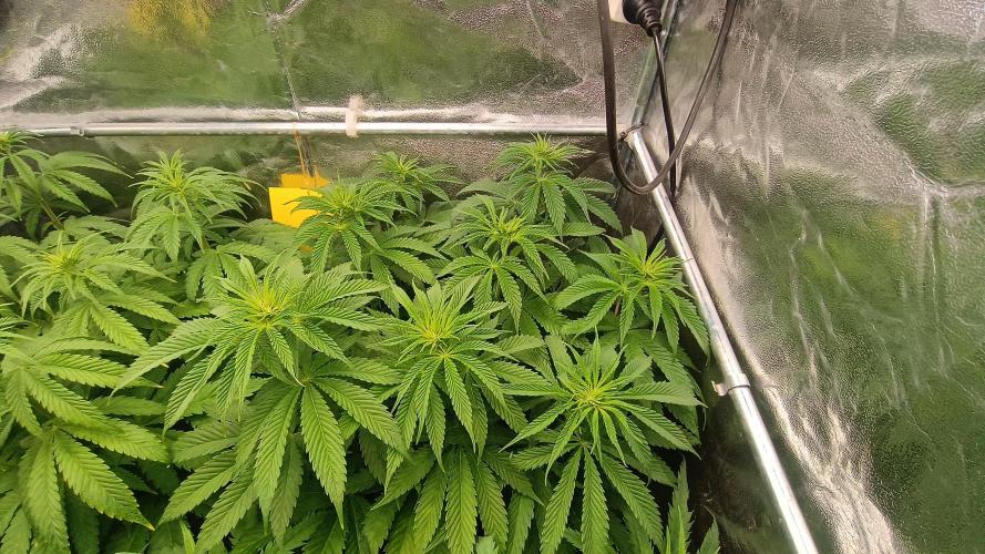 Greenhouse... dutch passion. Week 6 - Kings juice 