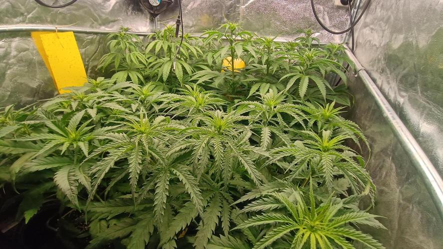 Greenhouse... dutch passion. Week 6 - All