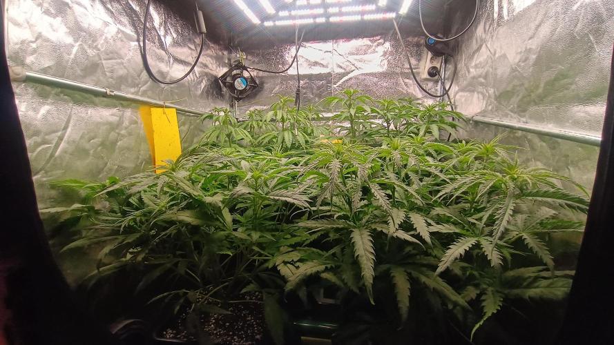 Greenhouse... dutch passion. Week 6 - All