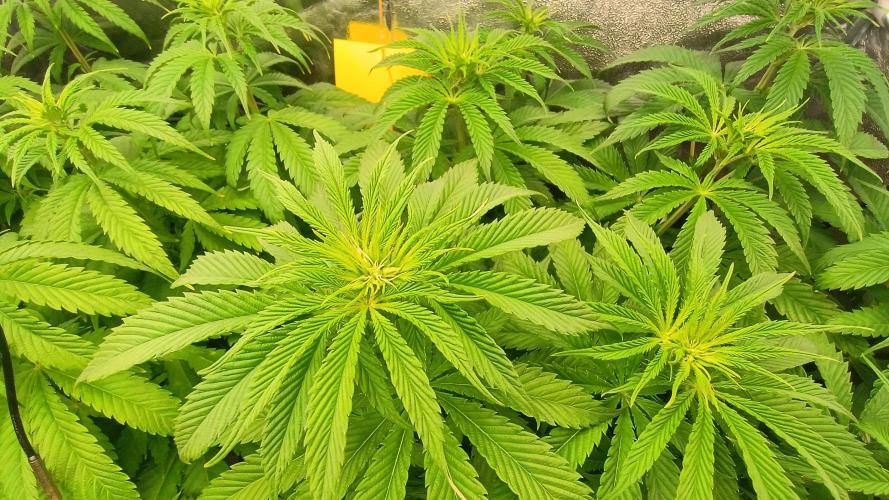 Greenhouse... dutch passion. Week 6 - Flower