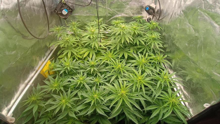 Greenhouse... dutch passion. Week 7