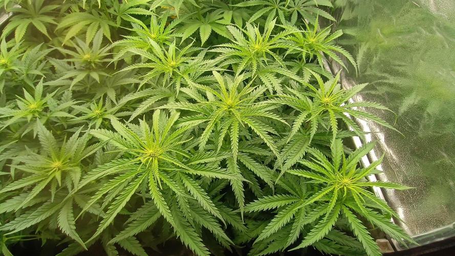 Greenhouse... dutch passion. Week 7 - Skywalker haze 