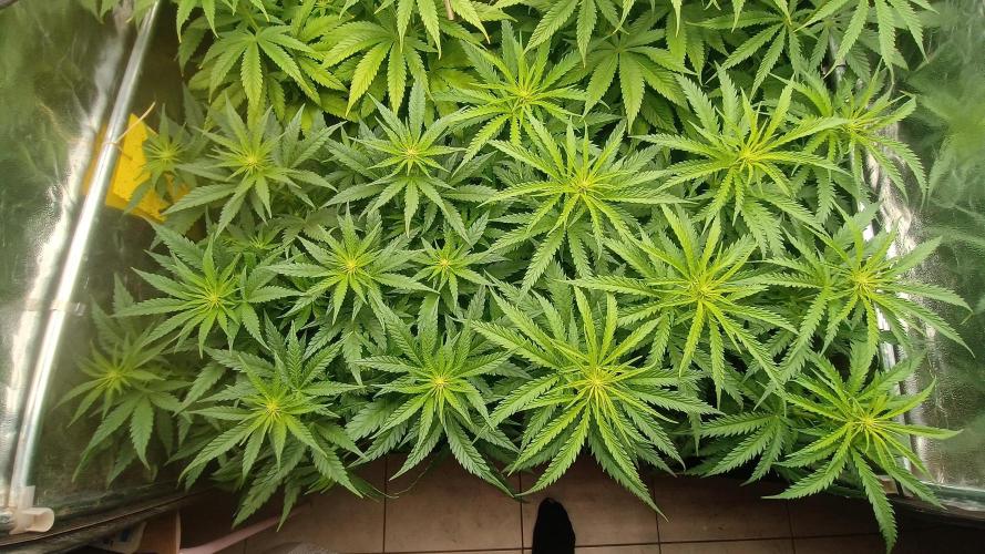 Greenhouse... dutch passion. Week 7 - Skywalker haze 