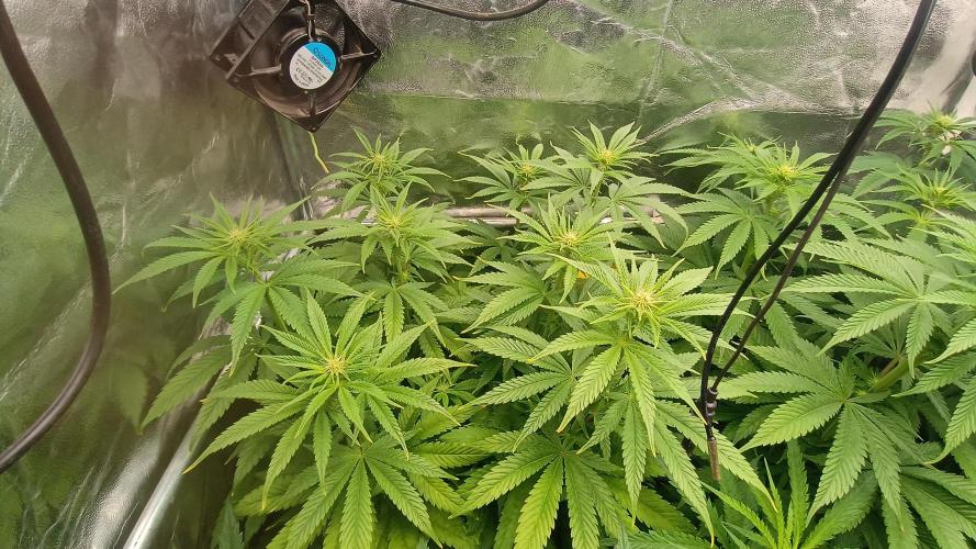 Greenhouse... dutch passion. Week 7 - Kings juice 