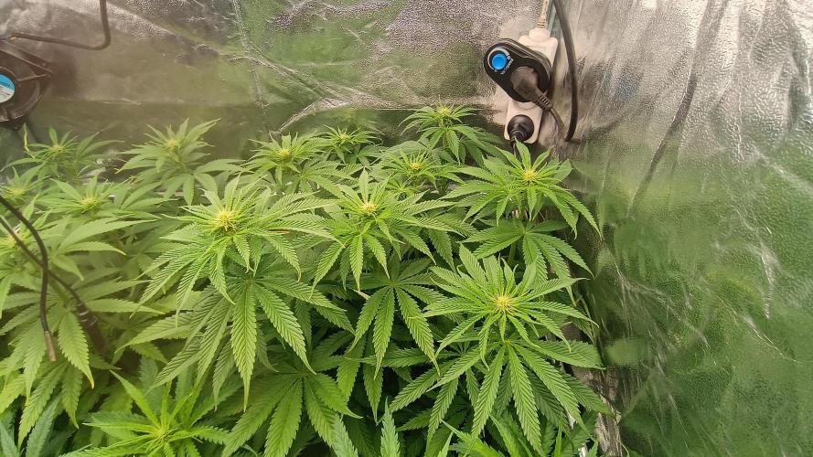 Greenhouse... dutch passion. Week 7 - Kings juice 