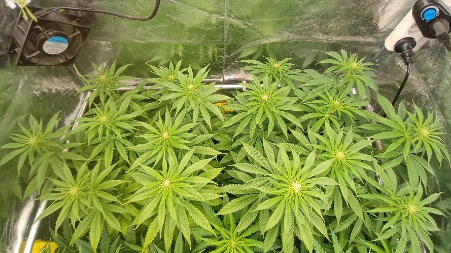 Greenhouse... dutch passion. Week 7 - Kings juice 