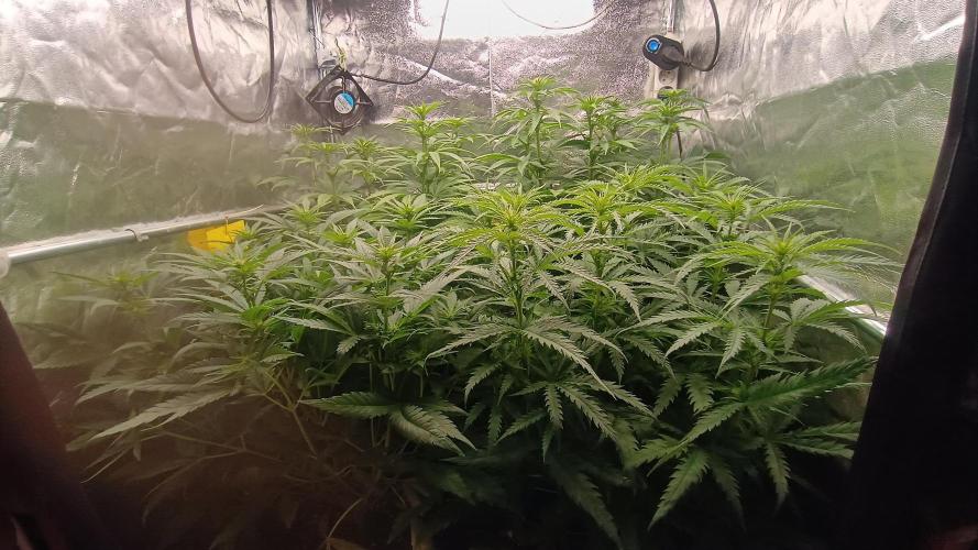 Greenhouse... dutch passion. Week 7