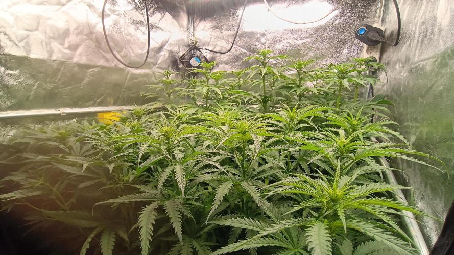 Greenhouse... dutch passion. Week 7