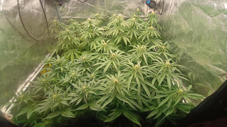 Greenhouse... dutch passion. Week 8