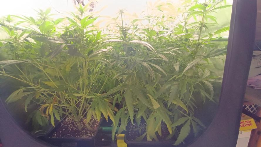 Greenhouse... dutch passion. Week 8