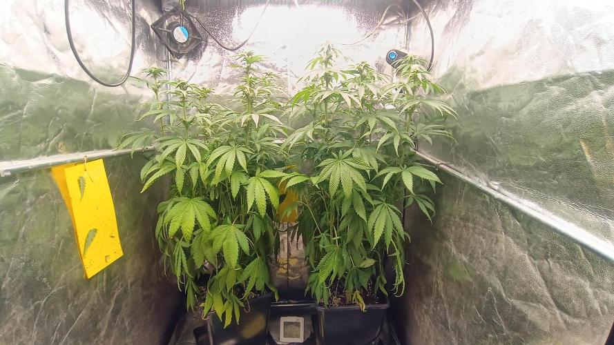 Greenhouse... dutch passion. Week 8 - Kings juice 