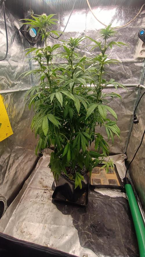 Greenhouse... dutch passion. Week 8 - Kings juice 