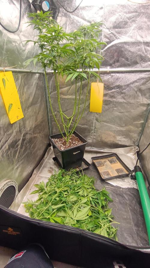 Greenhouse... dutch passion. Week 8 - Kings juice 