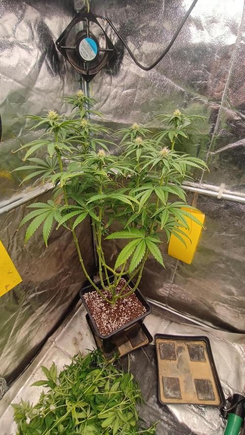 Greenhouse... dutch passion. Week 8 - Kings juice 