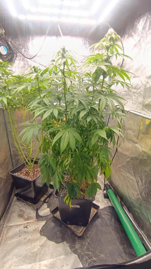 Greenhouse... dutch passion. Week 8 - Kings juice 