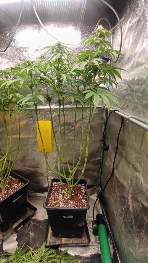 Greenhouse... dutch passion. Week 8 - Kings juice 