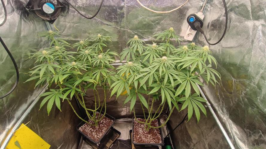 Greenhouse... dutch passion. Week 8 - Kings juice 