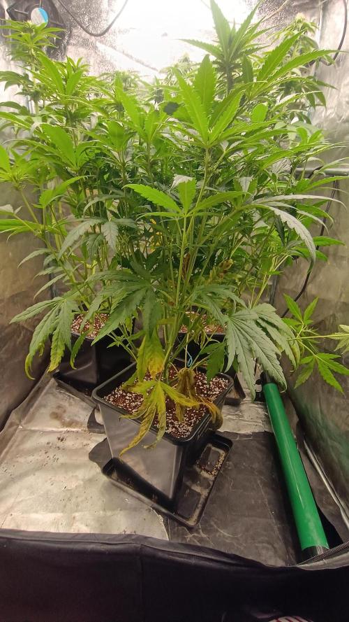 Greenhouse... dutch passion. Week 8 - Skywalker haze 