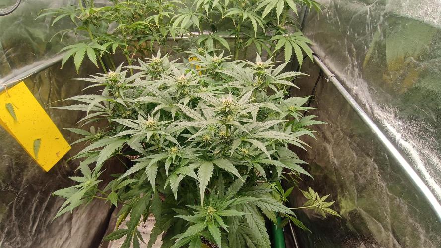 Greenhouse... dutch passion. Week 8 - Skywalker haze 