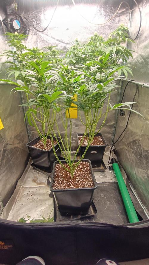 Greenhouse... dutch passion. Week 8 - Skywalker haze 