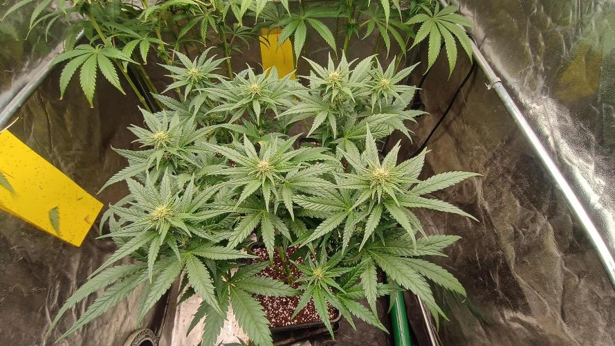 Greenhouse... dutch passion. Week 8 - Skywalker haze 