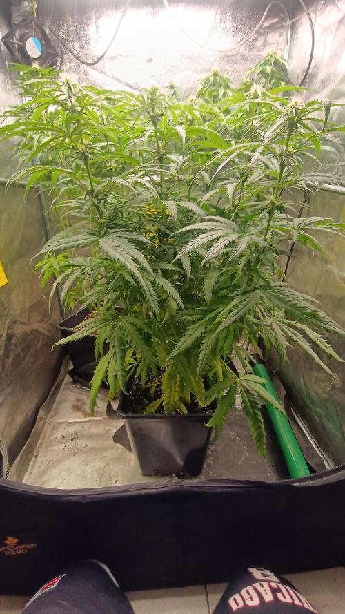 Greenhouse... dutch passion. Week 8 - Skywalker haze 