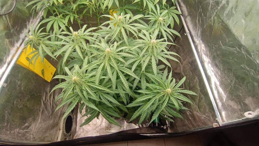 Greenhouse... dutch passion. Week 8 - Skywalker haze 