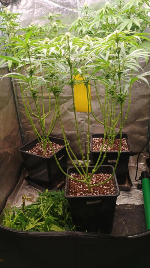 Greenhouse... dutch passion. Week 8 - Skywalker haze 