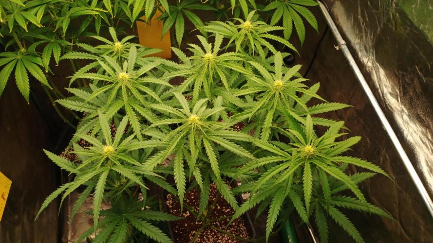 Greenhouse... dutch passion. Week 8 - Skywalker haze 