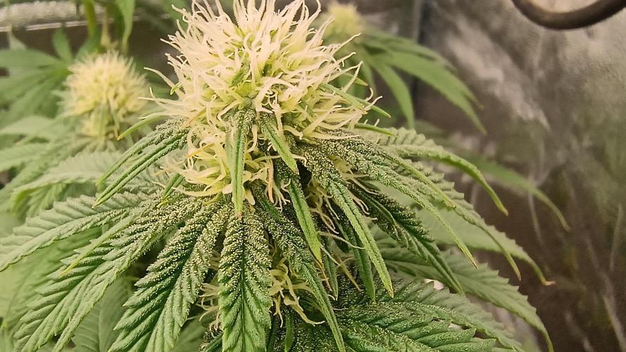 Greenhouse... dutch passion. Week 8 - Kings juice 