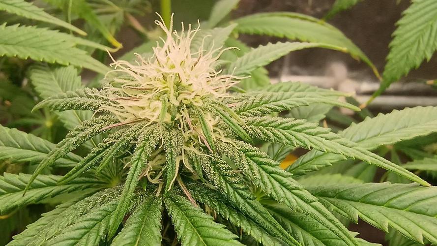 Greenhouse... dutch passion. Week 8