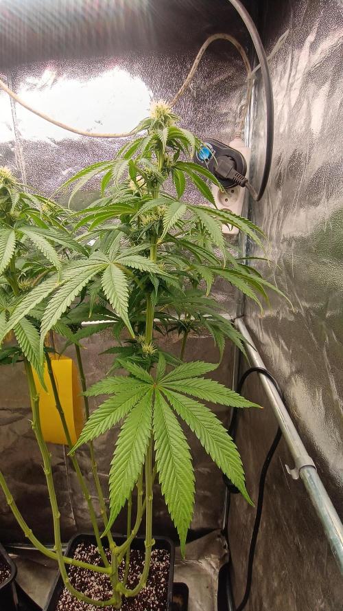 Greenhouse... dutch passion. Week 8 - Kings juice 